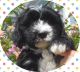 Mixed Puppies for sale in Yuba City, CA, USA. price: NA