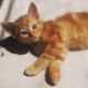 Mixed Cats for sale in Greensboro, NC, USA. price: $20