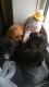 Mixed Puppies for sale in East Los Angeles, CA, USA. price: NA