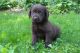 Mixed Puppies for sale in Canton, OH, USA. price: NA