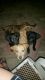 Mixed Puppies for sale in Conroe, TX, USA. price: NA