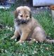 Mixed Puppies for sale in Lyndon, KS 66451, USA. price: NA