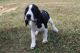 Mixed Puppies for sale in Canton, OH, USA. price: NA
