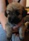 Mixed Puppies for sale in North Lanarkshire, UK. price: NA