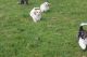 Mixed Puppies for sale in North Lanarkshire, UK. price: 250 GBP