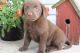 Mixed Puppies for sale in Canton, OH, USA. price: $450