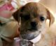 Mixed Puppies for sale in Fort Lauderdale, FL, USA. price: NA