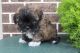 Mixed Puppies for sale in Canton, OH, USA. price: $795