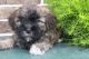 Mixed Puppies for sale in Canton, OH, USA. price: $795