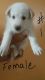 Mixed Puppies for sale in Carson City, NV, USA. price: NA