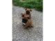 Mixed Puppies for sale in Miami Gardens, FL, USA. price: NA