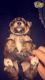 Mixed Puppies for sale in Carlsbad, CA, USA. price: NA