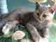 Mixed Cats for sale in Carlsbad, CA, USA. price: $450