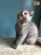 Mixed Cats for sale in Carlsbad, CA, USA. price: NA