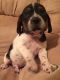Mixed Puppies for sale in Redford Charter Twp, MI, USA. price: NA