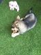 Mixed Puppies for sale in Amherst, NH 03031, USA. price: NA