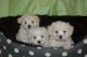 Mixed Puppies for sale in El Paso, TX, USA. price: NA