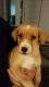 Mixed Puppies for sale in Reading, PA, USA. price: NA