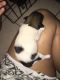 Mixed Puppies for sale in Ohio Dr, Plano, TX, USA. price: NA