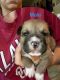 Mixed Puppies for sale in Cumberland, VA 23040, USA. price: NA