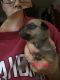 Mixed Puppies for sale in Cumberland, VA 23040, USA. price: NA