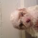 Mixed Puppies for sale in Waltham, MA, USA. price: $800