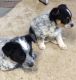 Mixed Puppies for sale in Klamath Falls, OR, USA. price: $350