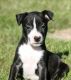 Mixed Puppies for sale in Montevideo, MN 56265, USA. price: NA