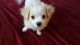 Mixed Puppies for sale in Bunnell, FL, USA. price: $450