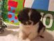 Mixed Puppies for sale in 1220 Gordon Rd, Lyndhurst, OH 44124, USA. price: NA