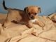 Mixed Puppies for sale in 1220 Gordon Rd, Lyndhurst, OH 44124, USA. price: $350