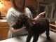 Mixed Puppies for sale in Graham, NC, USA. price: NA
