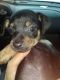 Mixed Puppies for sale in Mankato, MN, USA. price: NA
