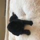 Mixed Puppies for sale in Waterford Twp, MI 48328, USA. price: NA