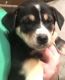 Mixed Puppies for sale in Orwell, OH 44076, USA. price: NA