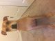 Mixed Puppies for sale in Owings Mills, MD, USA. price: NA