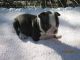 Mixed Puppies for sale in Gainesville, FL, USA. price: NA