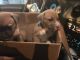 Mixed Puppies for sale in Davie, FL, USA. price: NA