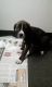 Mixed Puppies for sale in Wilkes-Barre, PA, USA. price: NA