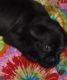 Mixed Puppies for sale in Minerva, OH 44657, USA. price: $650