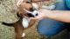 Mixed Puppies for sale in Covington, KY 41011, USA. price: NA