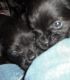 Mixed Puppies for sale in Minerva, OH 44657, USA. price: $500