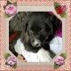 Mixed Puppies for sale in Wooster, OH 44691, USA. price: NA
