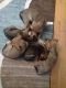 Mixed Puppies for sale in Billings, MT, USA. price: NA