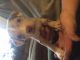 Mixed Puppies for sale in Springfield, OH, USA. price: NA