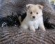 Mixed Puppies for sale in Coweta, OK, USA. price: NA