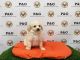 Mixed Puppies for sale in Temple City, CA, USA. price: NA