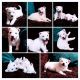 Mixed Puppies for sale in Owasso, OK 74055, USA. price: NA