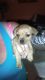 Mixed Puppies for sale in Foley, AL 36535, USA. price: NA