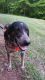 Mixed Puppies for sale in Mocksville, NC 27028, USA. price: $20